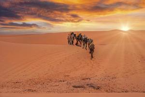 caravana de camellos atravesando la arena en el paisaje del desierto foto