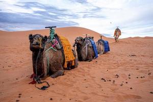 Dromedary camels sitting on sand dunes in desert against sky photo