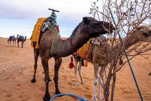 Dromedary brown camels eating tree leaves in desert against sky photo