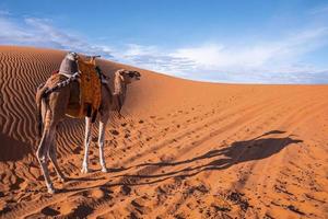 camello dromedario parado en dunas de arena en el desierto en un día soleado de verano foto