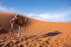 Dromedary camel standing on sand dunes in desert on sunny summer day