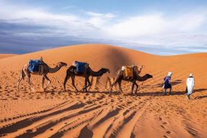 Bedouins in traditional dress leading camels through the sand in desert photo