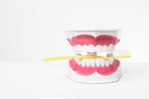 modelo de dientes artificiales sobre fondo blanco de demostración de cuidado dental