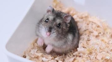 hamster anão cinza senta-se em sua casa entre a serragem. animais de estimação e cuidar de um conceitos de hamster. video