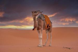 Dromedary camel standing on sand in desert against cloudy sky photo