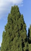 A green cypress tree against a blue sky. photo
