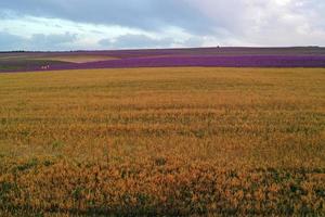 Aerial view of the wheat and lavender fields. photo