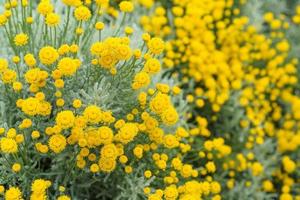 Decorative flowers of yellow tansy on a flower bed photo