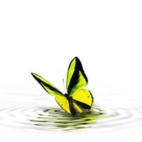 Beautiful multi-colored real butterfly flying on a white background