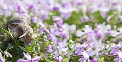 Snail in a flower meadow. Beautiful spring, summer in nature. Banner format photo
