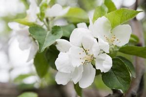 Close-up blossoming flowers of apple tree on a background of green foliage with bokeh. Spring flowering photo
