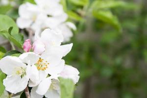 Close-up blossoming flowers of an apple tree on background of green foliage. Spring flowering photo