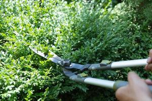 Scissors for cutting bushes over a boxwood bush. Trimming bushes in the garden. Variative focus photo