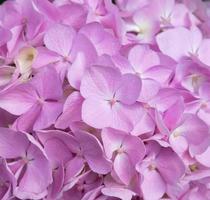 Lovely delicate blooming pink-lilac hydrangeas. Spring summer flowers in the garden photo