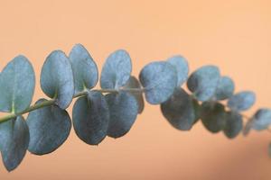 Eucalyptus leaves on a colored background. Blue green leaves on branches for abstract natural background or poster photo