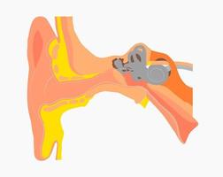 Medical drawing Ear organ vector