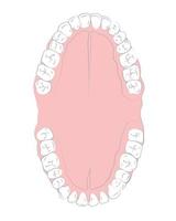 Medical drawings, all teeth vector