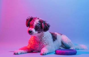 Mixed breed cute dog portrait in the light of colored lamps photo