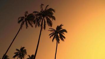 coconut palm tree with beautiful sky and copy space video