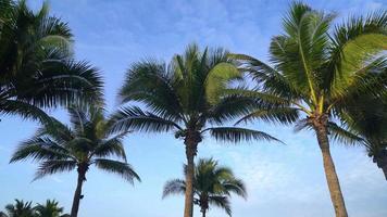 coconut palm tree with beautiful blue sky and clouds video