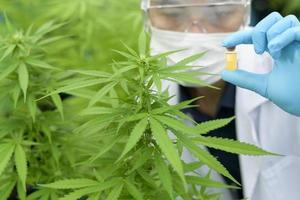 Concept of cannabis plantation for medical, a scientist holding a test tube on cannabis sativa farm. photo