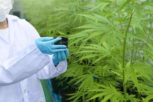 a scientist is holding cannabis seedlings in legalized farm. photo