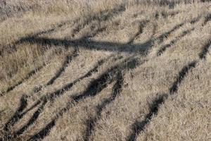 Black shadow lines on the dry grass. photo