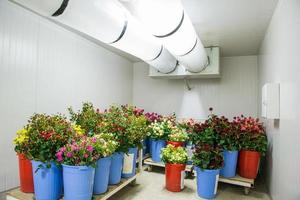 flowers in the big cold storage room photo