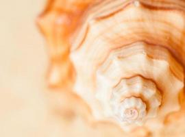 spiral seashell on blurred background, close-up, macro photography photo
