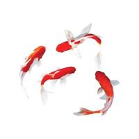 koi fish vector on a white background. suitable for decoration