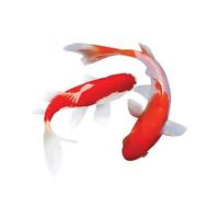 koi fish vector on a white background. suitable for decoration