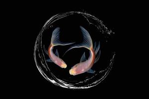 koi fish vector on black background. suitable for decoration