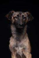 one mongrel dog on a black background. studio shot photo