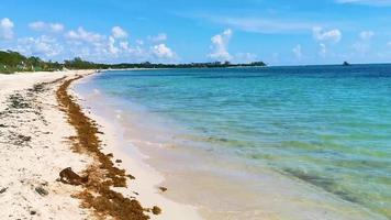 kleine hond die tropisch mexicaans strand playa del carmen mexico speelt. video