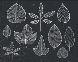 Vector set of hand drawn tree leaves - white on black background.