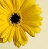 yellow daisy on a light background, closeup photo