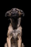 one mongrel dog on a black background. studio shot photo