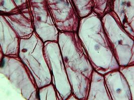 micrografía de epidermus de cebolla foto