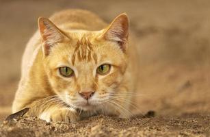 Close - up cute brown cat with beautiful blue eyes popular pets photo