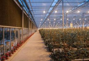 large greenhouse with roses with burning light in the evening photo