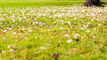 Close up of a garden lawn, green grass strewn with petals of a blooming cherry tree. Fallen concept idea. photo