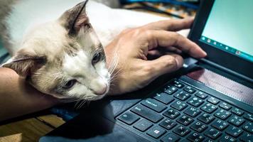 Cute cat dozing on man's hand. Furry pet cuddling up to it's owner and getting in the way of his work. Freelance job . Man is at the computer keyboard . work with cat concept