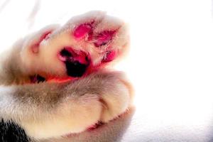 The white kitten paw on isolated white background. Kawaii cat foot doodle. photo