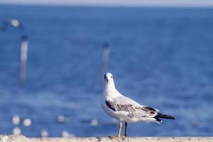 Seagull portrait animal wildlife over blur blue sea nature background photo