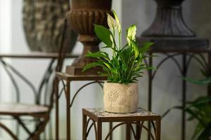 artificial green petals in a pot on a metal stand in the blurry background art objects photo
