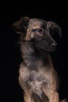 one mongrel dog on a black background. studio shot photo