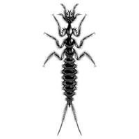 Dytiscus Marginalis larva illustration vector flat design