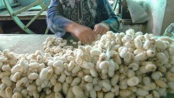 woman hands sorts the cocoon of the silkworm. blurred movements photo