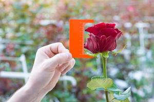 measurement with a ruler of a bud of a rose flower on blurred background photo