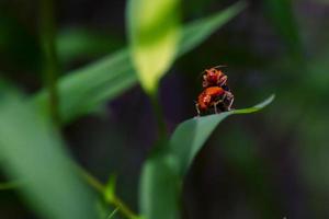 las hormigas pequeñas insectos naranjas, hormigas amantes, concepto de relación idea de amor y amistad. fotografía de cerca
